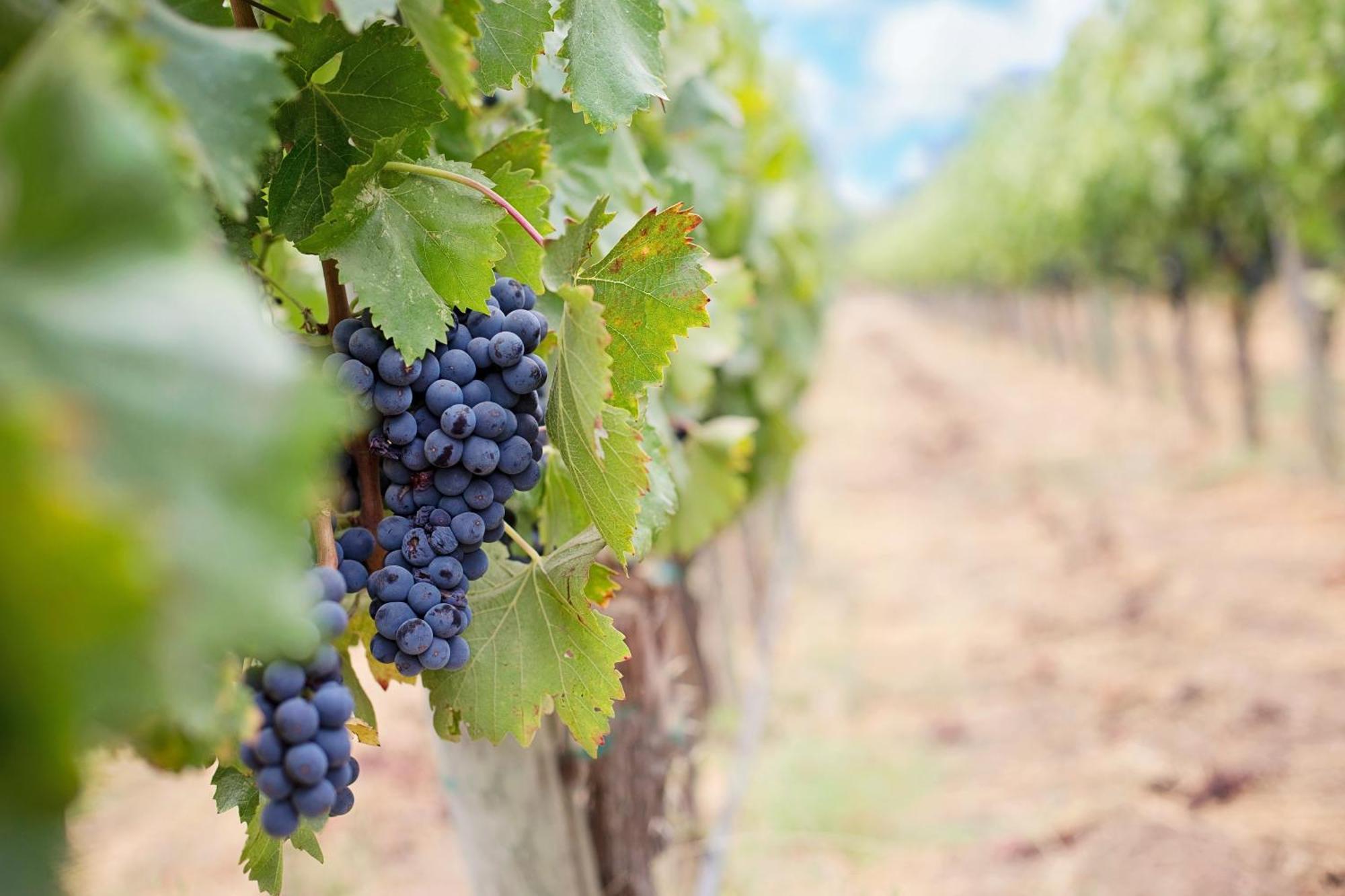 مبيت وإفطار Feings  Domaine De La Blonnerie المظهر الخارجي الصورة
